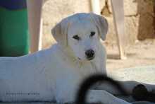 PEDRO, Hund, Herdenschutzhund-Mix in Griechenland - Bild 1