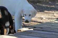 PEDRO, Hund, Herdenschutzhund-Mix in Griechenland - Bild 11