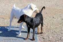 PEDRO, Hund, Herdenschutzhund-Mix in Griechenland - Bild 12