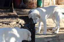 PEDRO, Hund, Herdenschutzhund-Mix in Griechenland - Bild 13