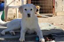 PEDRO, Hund, Herdenschutzhund-Mix in Griechenland - Bild 14