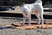 PEDRO, Hund, Herdenschutzhund-Mix in Griechenland - Bild 2