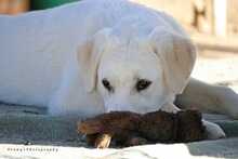 PEDRO, Hund, Herdenschutzhund-Mix in Griechenland - Bild 3