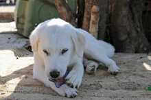 PEDRO, Hund, Herdenschutzhund-Mix in Griechenland - Bild 9