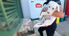 ENA, Hund, Mischlingshund in Italien - Bild 12