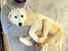 ENA, Hund, Mischlingshund in Italien - Bild 3