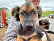 COCO, Hund, Mischlingshund in Italien - Bild 1