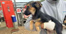 COCO, Hund, Mischlingshund in Italien - Bild 2