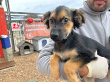 COCO, Hund, Mischlingshund in Italien - Bild 3