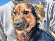 COCO, Hund, Mischlingshund in Berlin - Bild 1