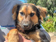COCO, Hund, Mischlingshund in Berlin - Bild 10