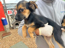 COCO, Hund, Mischlingshund in Berlin - Bild 14