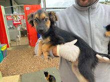 COCO, Hund, Mischlingshund in Berlin - Bild 15