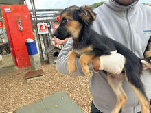 COCO, Hund, Mischlingshund in Berlin - Bild 16