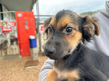 COCO, Hund, Mischlingshund in Berlin - Bild 17