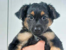 COCO, Hund, Mischlingshund in Berlin - Bild 19