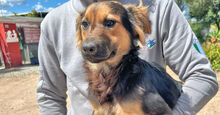 COCO, Hund, Mischlingshund in Berlin - Bild 2