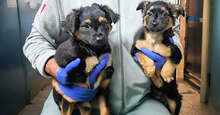 COCO, Hund, Mischlingshund in Berlin - Bild 20