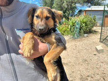 COCO, Hund, Mischlingshund in Berlin - Bild 3
