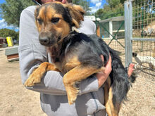 COCO, Hund, Mischlingshund in Berlin - Bild 4
