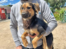 COCO, Hund, Mischlingshund in Berlin - Bild 5