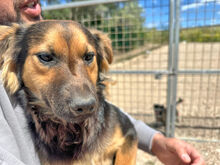 COCO, Hund, Mischlingshund in Berlin - Bild 6