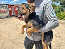 COCO, Hund, Mischlingshund in Berlin - Bild 8