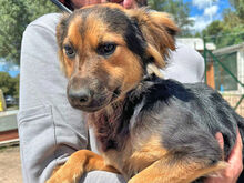 COCO, Hund, Mischlingshund in Berlin - Bild 9