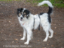 AXTON, Hund, Großer Münsterländer-Mix in Egelsbach - Bild 1