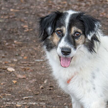 AXTON, Hund, Großer Münsterländer-Mix in Egelsbach - Bild 2