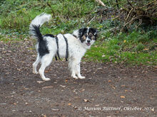 AXTON, Hund, Großer Münsterländer-Mix in Egelsbach - Bild 3