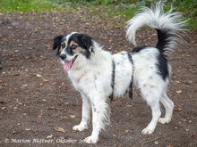 AXTON, Hund, Großer Münsterländer-Mix in Egelsbach - Bild 4