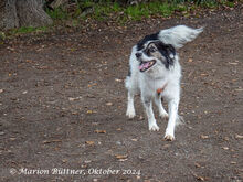 AXTON, Hund, Großer Münsterländer-Mix in Egelsbach - Bild 5