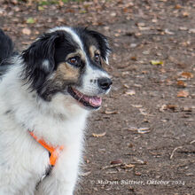 AXTON, Hund, Großer Münsterländer-Mix in Egelsbach - Bild 6