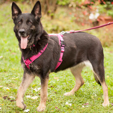 ELISA, Hund, Deutscher Schäferhund in Lauf