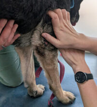 ELISA, Hund, Deutscher Schäferhund in Lauf - Bild 24