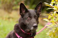 ELISA, Hund, Deutscher Schäferhund in Lauf - Bild 6