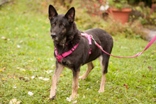 ELISA, Hund, Deutscher Schäferhund in Lauf - Bild 9