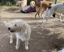 MAYA, Hund, Mischlingshund in Griechenland - Bild 28