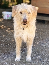 COOKIE, Hund, Mischlingshund in Griechenland - Bild 18