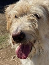 COOKIE, Hund, Mischlingshund in Griechenland - Bild 19