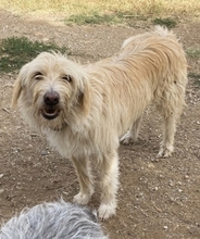 COOKIE, Hund, Mischlingshund in Griechenland - Bild 21