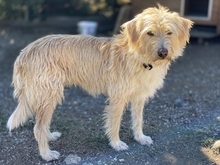 COOKIE, Hund, Mischlingshund in Griechenland - Bild 23