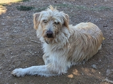 COOKIE, Hund, Mischlingshund in Griechenland - Bild 24