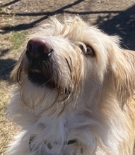 COOKIE, Hund, Mischlingshund in Griechenland - Bild 26