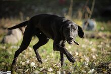 DUMBO, Hund, Mischlingshund in Ungarn - Bild 1