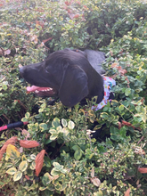 DUMBO, Hund, Mischlingshund in Ungarn - Bild 5
