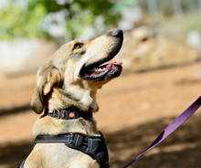 GRINIAS, Hund, Mischlingshund in Griechenland - Bild 3