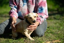 LAMBADA, Hund, Mischlingshund in Ungarn - Bild 1