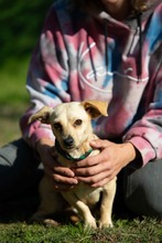 LAMBADA, Hund, Mischlingshund in Ungarn - Bild 2